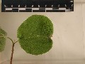 Taille_limbe Viburnum_lantana2_2.jpg